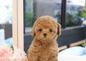 TOY POODLE YAVRULARIM